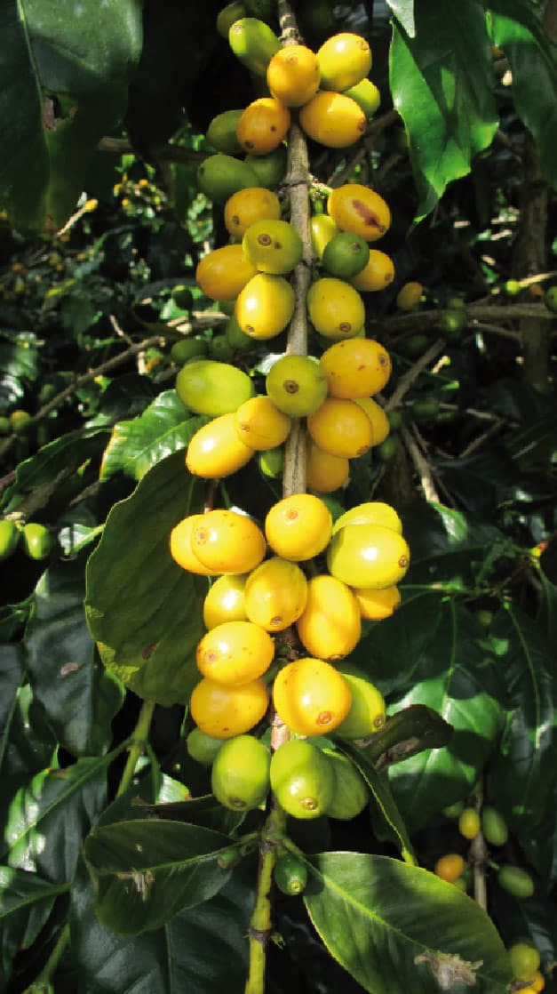 KaffeeVarietät Bourbon